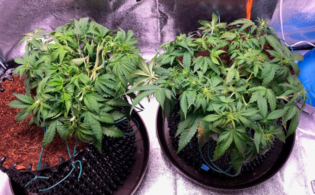 Дефолиация конопли Рост кустов на 5 неделе выращивания составляет 23 см