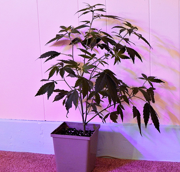 Дефолиация и лолипоппинг на 6 неделе Charlotte’s Angel под светодиодной лампой