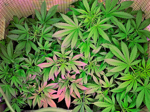 LST и дефолиацию на 5 неделе Кусты ростом 40 см