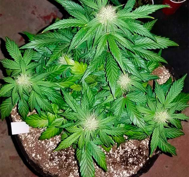 Появление сладковатого запаха у марихуаны Трихомы конопли