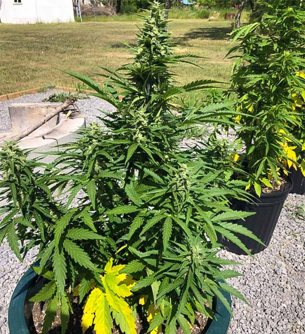 Куст Original Jack Herer Auto на цветении Цветение куста Original Jack Herer Auto