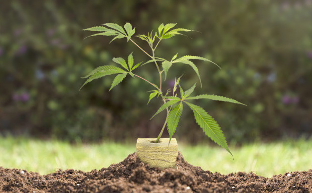 Посадка рассады Высадка ростка в минеральном кубе