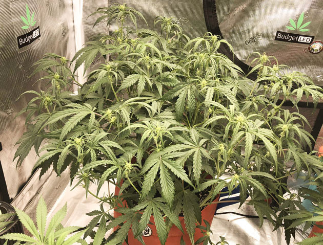 Обрезка Lollipopping: результаты Новый раствор для полива