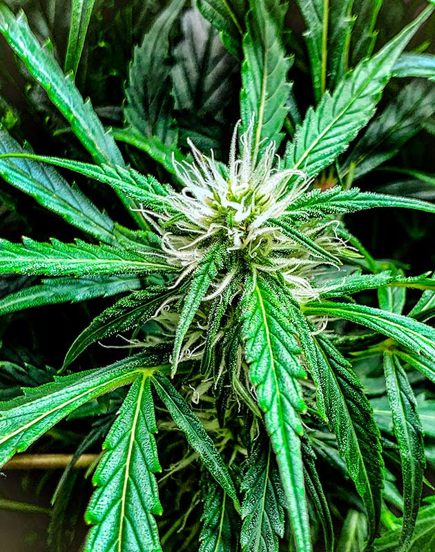 Стимуляция цветения куста Auto Cinderella Jack Перевод на цветение куста Auto Cinderella Jack