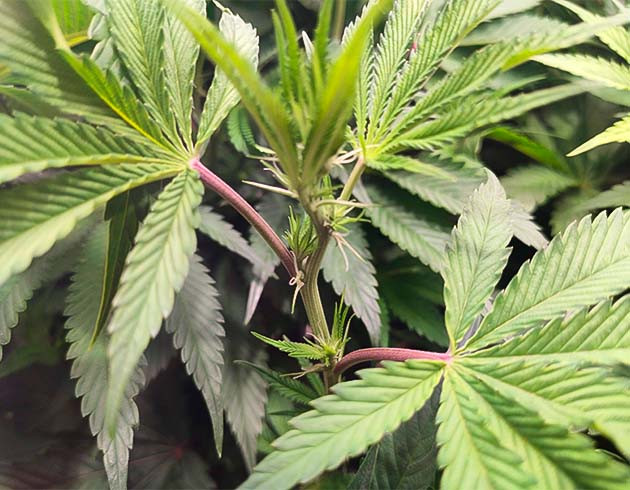 Дефицит магния 8 неделя выращивания конопли