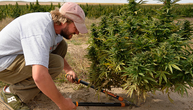 Сбор урожая