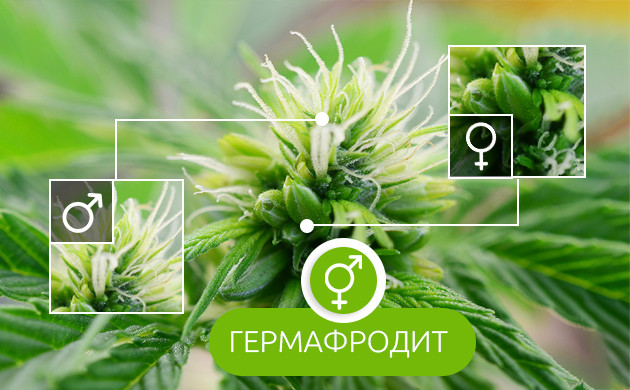 Конопля гермафродит Мужские и женские признаки на конопле