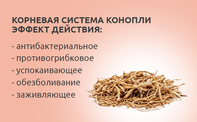 Эффект корней конопли Действие корневой системы конопли