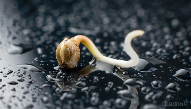 Как подготовить к проращиванию семена каннабиса Проращивание семян