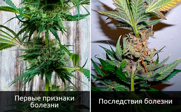 Как выглядит гниль на конопле Гнилая конопля: что делать