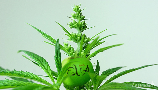 Обзор сидбанка Eva Seeds Обзор на продукцию сидбанка Eva Seeds