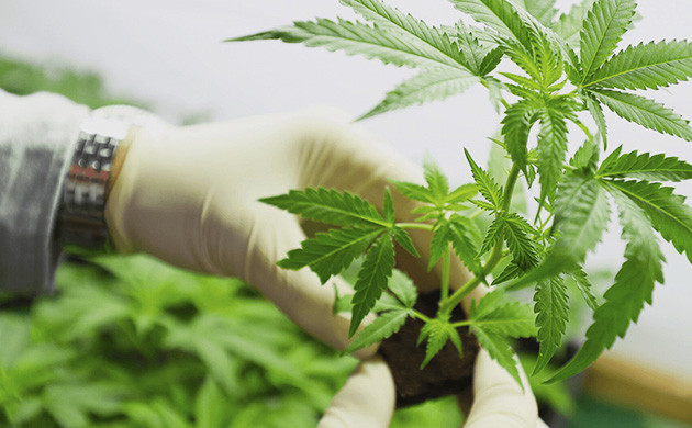 Процесс клонирование каннабиса Черенок конопли