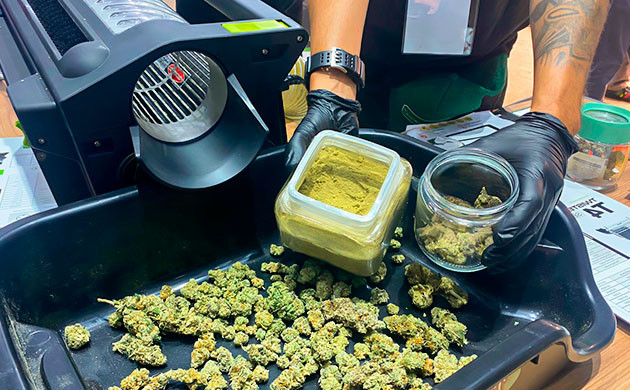 Ручная и машинная обрезка соцветий конопли Машинная и ручная обрезка соцветий конопли