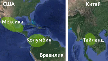 Исторические корни Сативы Сатива распространена в регионах с тропическим и экваториальным климатом