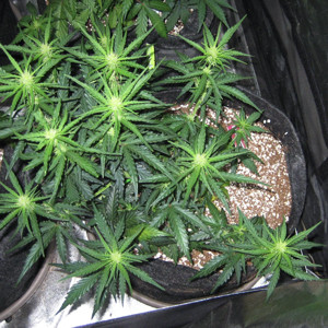 Куст Tangie'matic auto на стадии цветения Цветение Tangie'matic auto