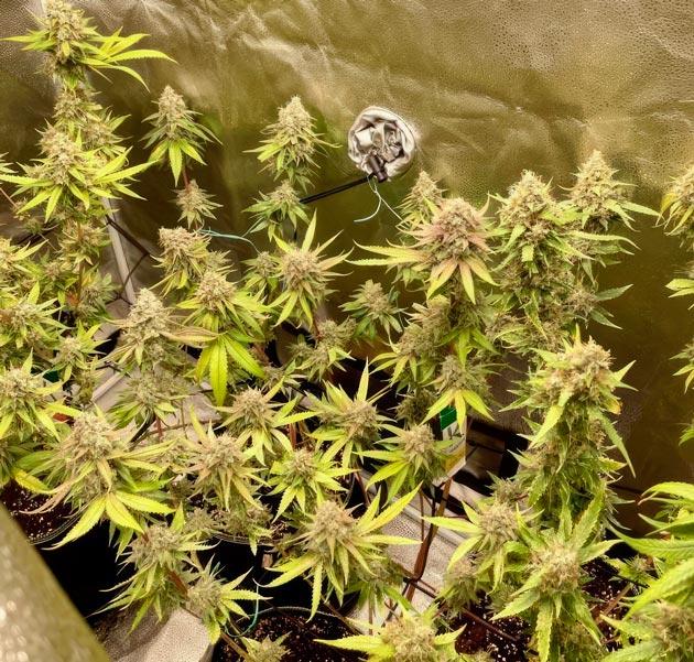Кусты The White Fire OG на финальной неделе цветения