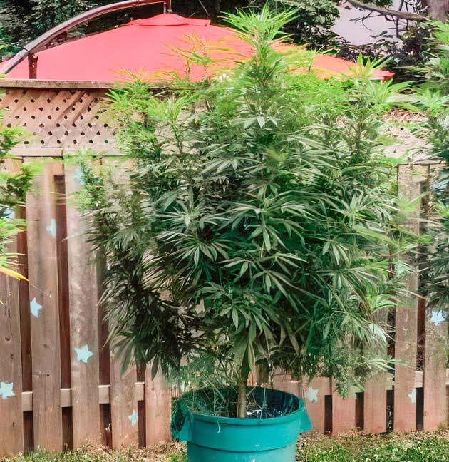 Куст Jack Herer на 15 неделе выращивания