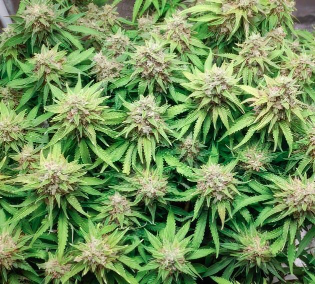 Переход на чистую воду Куст Super Silver Haze на 14 неделе развития