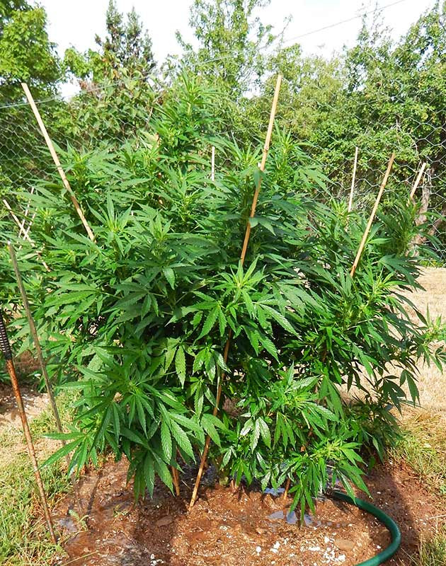 Начало цветения клона Появление первых соцветий конопли