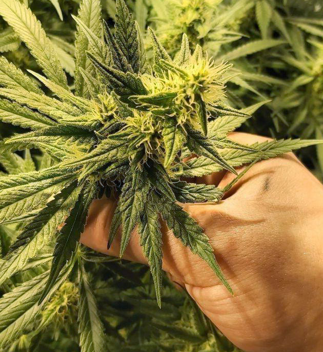 Появление запаха на 72 день выращивания Рост соцветий на 10 неделе выращивания