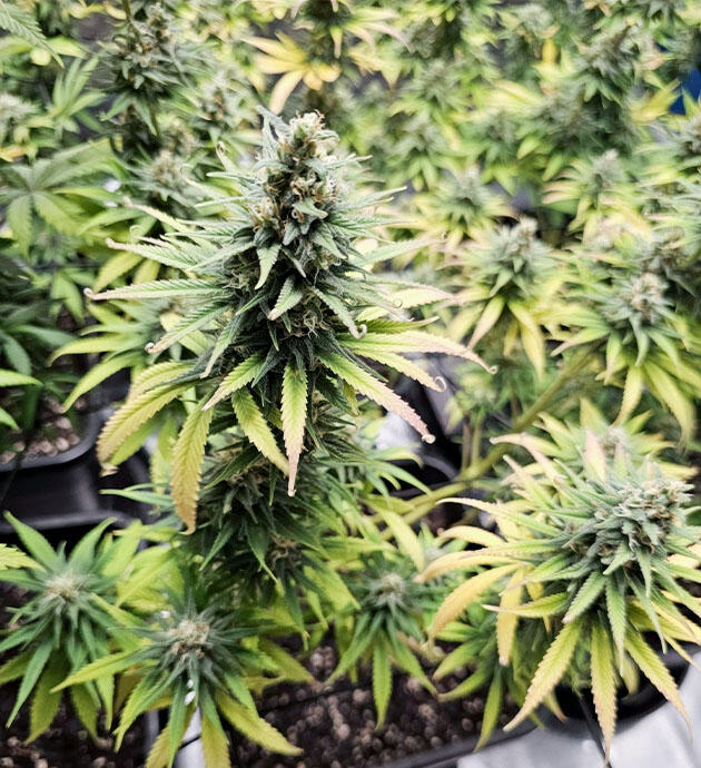 Появление смолы на шишках и список удобрений Куст Apple Betty от Herbies Seeds на 12 неделе