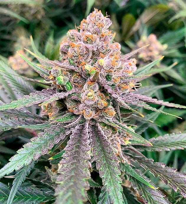 Фиолетовые оттенки и запах конопли Куст Gorilla Glue #4 от Blimburn Seeds на 17 неделе