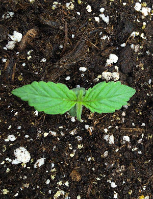 Формирование первой пары листьев Росток меньше 3 см