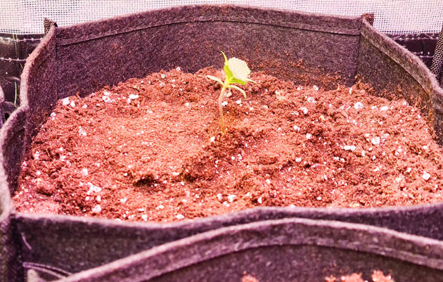 Уход за Banana Purple Punch Auto Полив и стимуляция роста Banana Purple Punch Auto