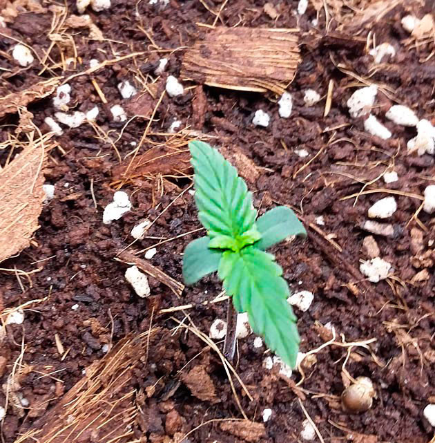 Пересадка кустика конопли после проращивания Саженец марихуаны после пересадки