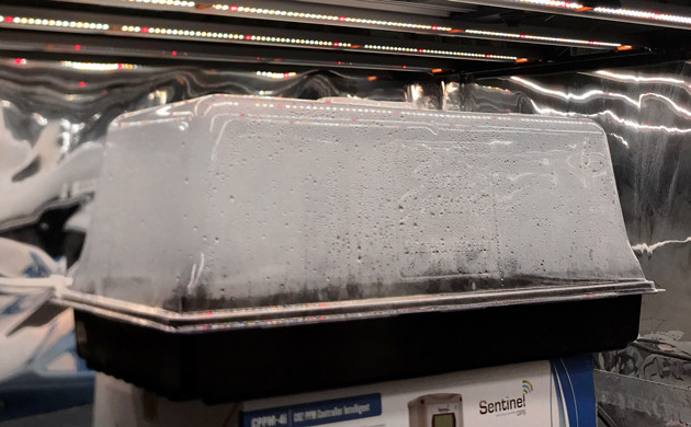 Высадка семени Клонарий для проращивания семечки