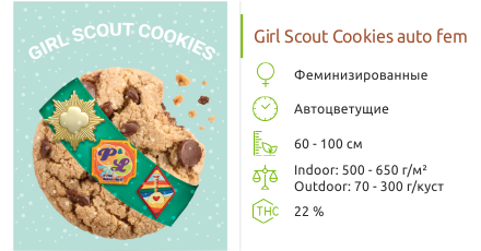 Сорт конопли Girl Scout Cookies auto fem Girl Scout Cookies Auto