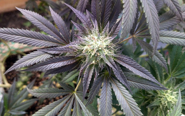 Цветение каннабиса с необычной окраской Соцветия конопли с плотными бутонами и синеватой листвой