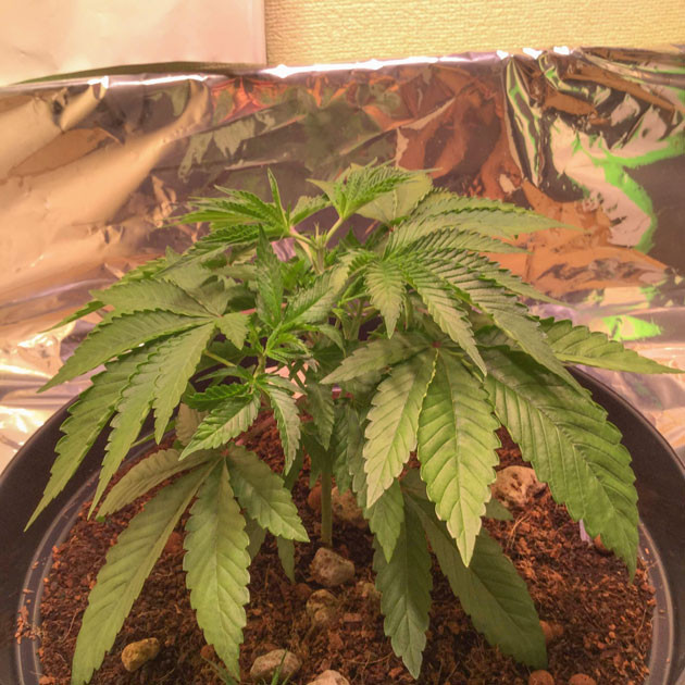 Blueberry Headband набирает силу Blueberry Headband: топпинг и новые высоты