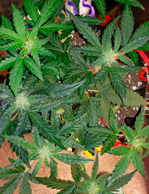 Начало цветения куста Цветущий куст