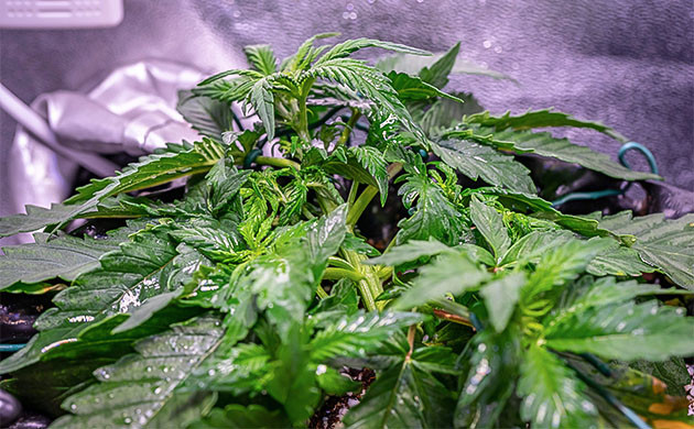 Куст конопли Wedding Cheesecake Auto Кусты на 3ей неделе выращивания