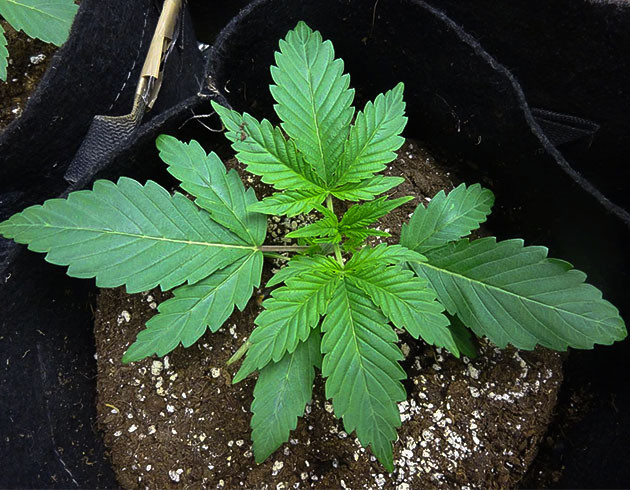 Тренировка растения Wedding Cake Auto Тренировка куста Wedding Cake Auto