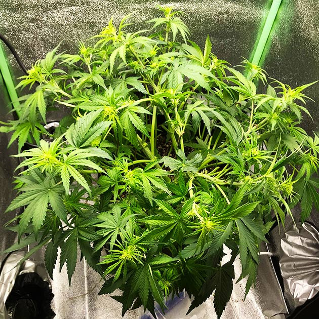 Начало цветения Lemon Pie Auto Точки роста шишек на кусте конопли
