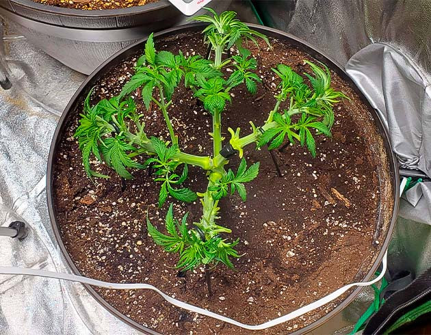 Вторая большая дефолиация куста Растение конопли с маленькими молодыми листьями