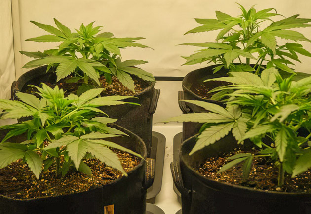 Активное развитие конопли Кусты Apollo F1 Auto ростом 30 см