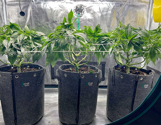 Переезд в новый тент и установка сетки ScrOG Кусты RS11 x Banana OG от Barney's Farm на 6 неделе