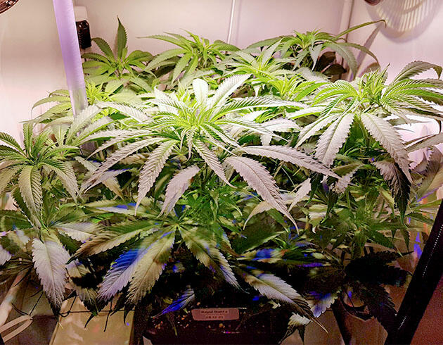 Подготовка конопли к фазе цветения Куст на 7-й неделе под ScrOG после дефолиации