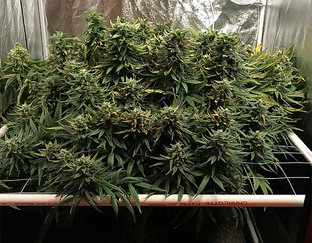 Стимуляция цветения сорта HulkBerry Подготовка куста HulkBerry к цветению