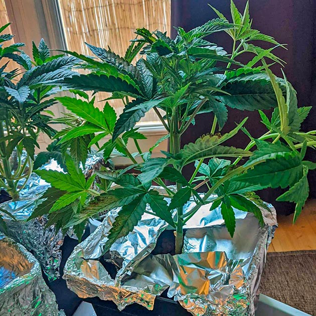 Дефолиация конопли Кусты Bruce Banner #3 на стадии вегетации