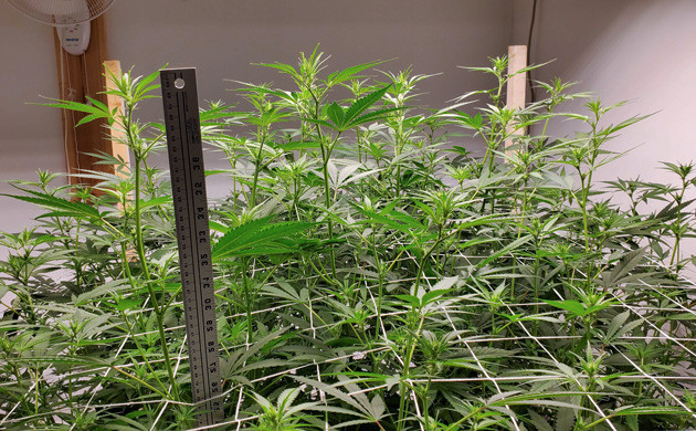 Седьмая неделя выращивания Растянутые в сторону ветви