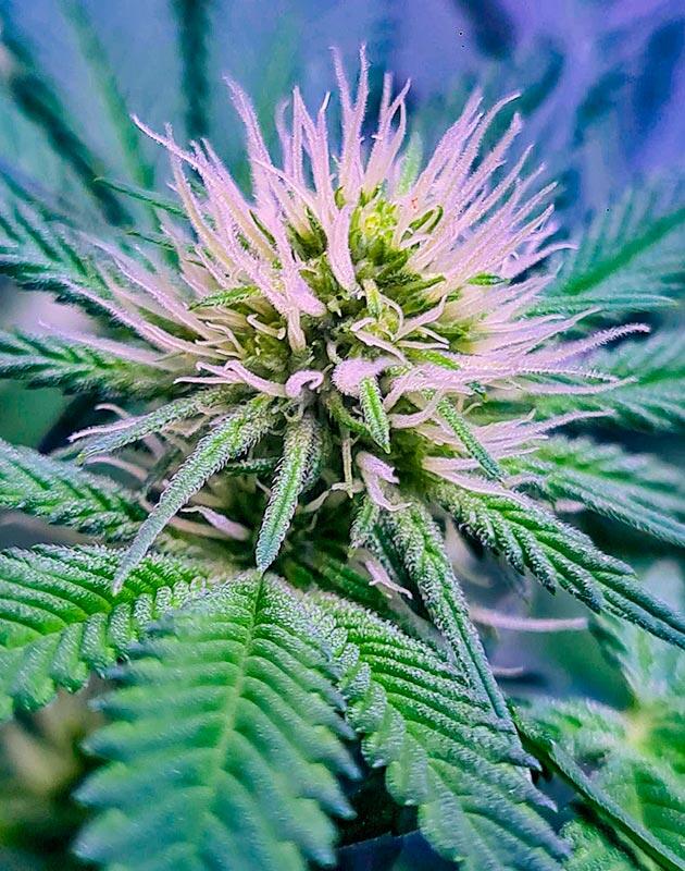 Tropicana Cookies FF начинает формировать соцветия Tropicana Cookies FF с первыми активно развивающимися соцветиями