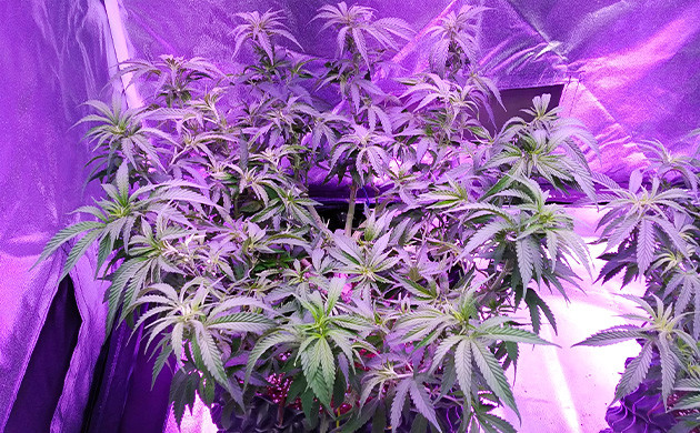 Дефолиация в конце 8 недели Куст ростом 45 см