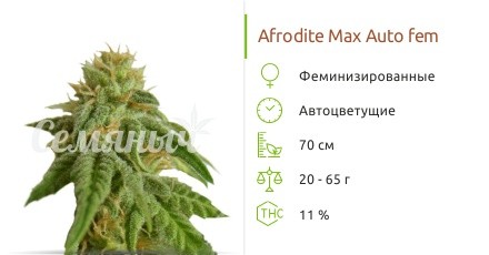 Сорт конопли Afrodite Max Auto Afrodite Max Auto fem от Kannabia Seed Company