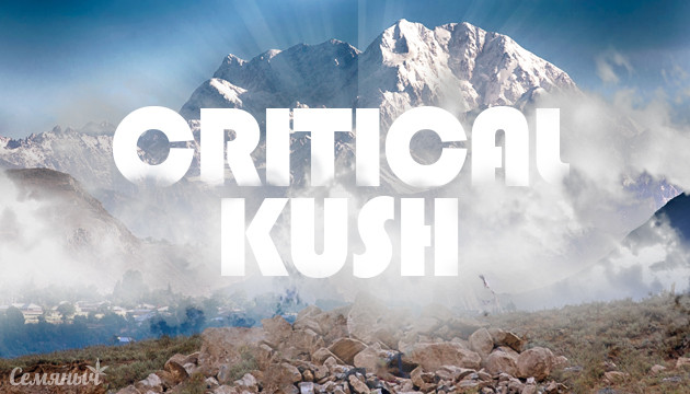 Легендарный сорт конопли Critical Kush Горная родина Critical Kush