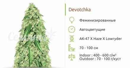 Сорт марихуаны Devotchka Auto Devotchka auto от Doctor’s Choice