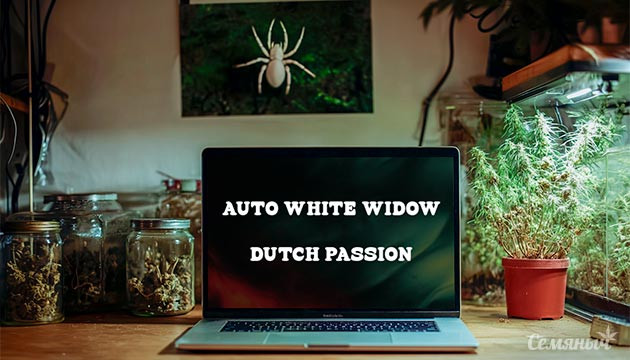 Выращивание сорта марихуаны Auto White Widow от Dutch Passion Гроурепорт сорта Auto White Widow от Dutch Passion